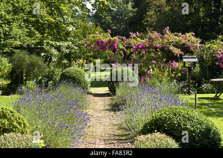 Percorso di mattoni rivestiti con la lavanda in giardino a Paycocke, Essex. Foto Stock