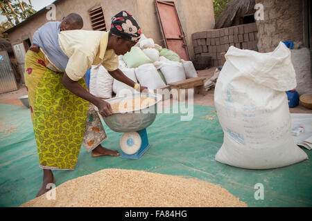 Un coltivatore di mais pesa il raccolto prima di portarlo al mercato nel dipartimento di Banfora, Burkina Faso. Foto Stock