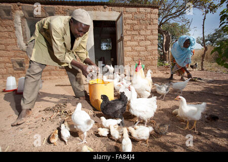 Agricoltori lavorano al di fuori della famiglia pollaio di Tengréla Village, Burkina Faso. Foto Stock