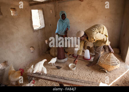 Agricoltori lavorano all interno della famiglia pollaio di Tengréla Village, Burkina Faso. Foto Stock