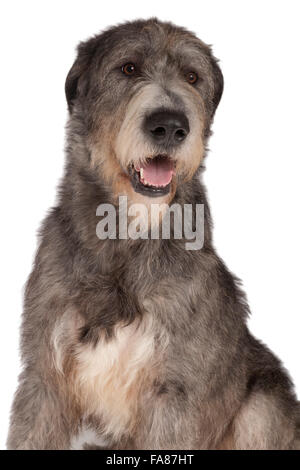 Irish Wolfhound, 21-mese-vecchio cane maschio, brindle Foto Stock