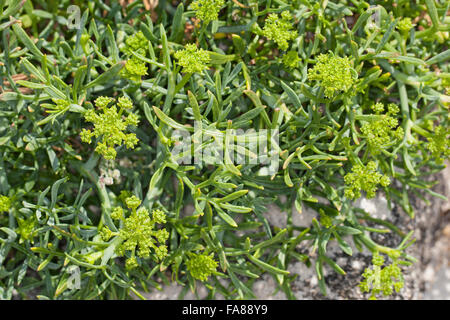 Rock samphire, il finocchio di mare, Sea-Fennel, Seafennel, Meerfenchel, Seefenchel, Meer-Fenchel, Bazillenkraut, Crithmum maritimum Foto Stock