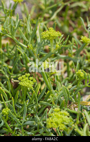 Rock samphire, il finocchio di mare, Sea-Fennel, Seafennel, Meerfenchel, Seefenchel, Meer-Fenchel, Bazillenkraut, Crithmum maritimum Foto Stock