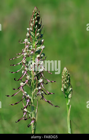 Lizard orchid (Himantoglossum hircinum) in fiore Foto Stock