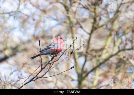 Pine Grosbeak in Burnaby Mountain Park Foto Stock