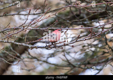 Pine Grosbeak in Burnaby Mountain Park Foto Stock