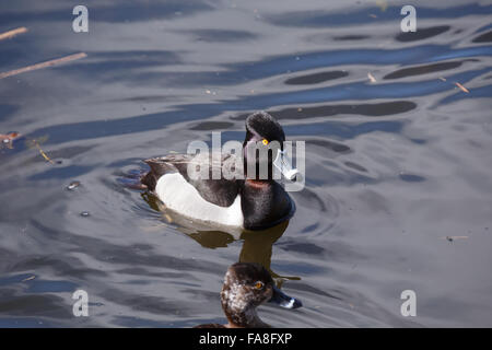 Anello di anatra collo drake su acqua Foto Stock