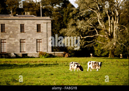 Giacobbe pecore al pascolo in terreni di Arlington corte, Devon. Foto Stock