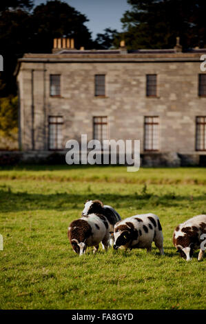 Giacobbe pecore al pascolo in terreni di Arlington corte, Devon. Foto Stock