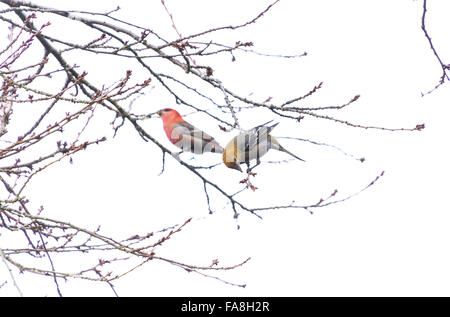 Pine Grosbeak in Burnaby Mountain Park Foto Stock