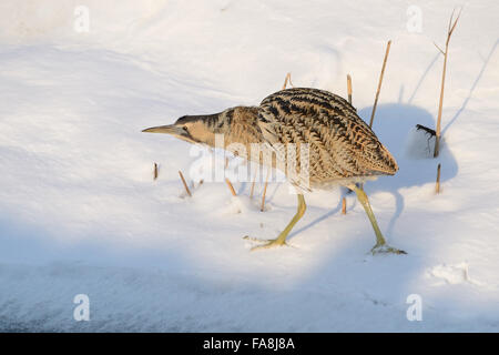 Eurasian tarabuso sulla neve Foto Stock