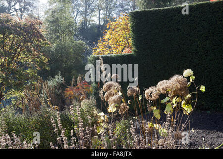 Autunno in giardino a Powis Castle, Welshpool, Powys. Foto Stock