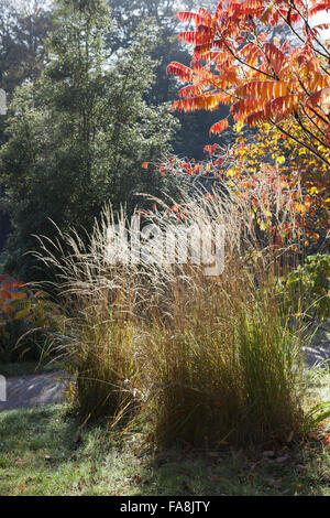 Autunno in giardino a Powis Castle, Welshpool, Powys. Foto Stock