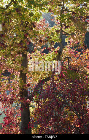 Autunno in giardino a Powis Castle, Welshpool, Powys. Foto Stock