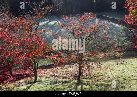 Autunno in giardino a Powis Castle, Welshpool, Powys. Foto Stock