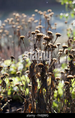 Seedheads essiccato in autunno in giardino a Powis Castle, Welshpool, Powys. Foto Stock