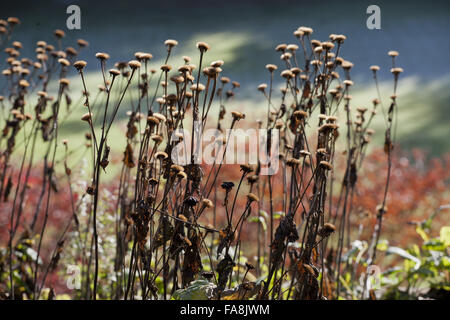 Seedheads essiccato in autunno in giardino a Powis Castle, Welshpool, Powys. Foto Stock