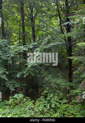 Lussureggiante fogliame di faggio summetime stand in Bieszczady appena pioggia dopo,Bieszczady regione,Polonia,l'Europa Foto Stock
