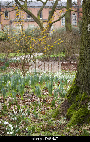 Snowdrops e amamelide (Hamamelis × intermedia) nel giardino d'inverno a Dunham Massey, Cheshire. Foto Stock