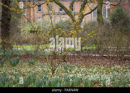 Snowdrops e amamelide (Hamamelis × intermedia) nel giardino d'inverno a Dunham Massey, Cheshire. Foto Stock