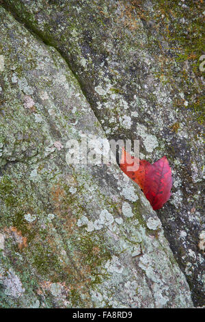 Autunno rosso lascia bloccato in moss ricoperta di scisto vicino Kilgore rientra in Harford County, Maryland Foto Stock