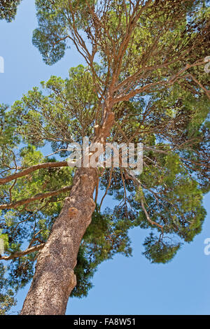 Tall Pine Tree visto da sotto Foto Stock