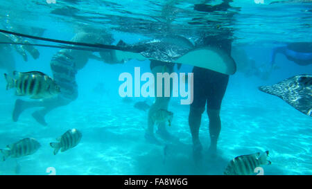 Nuoto con cordiale trigoni a Moorea, Polinesia francese. Foto Stock