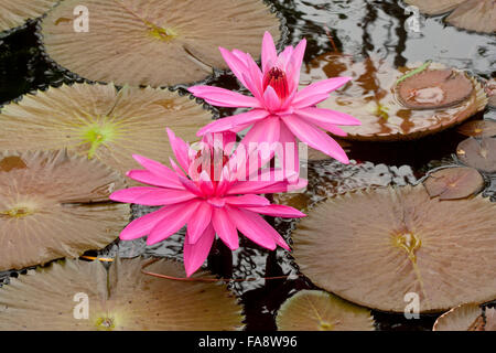 Due open rosa ninfee e foglie Foto Stock