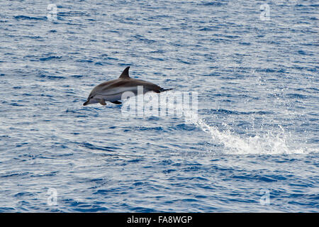 In striping, Delfino Stenella coeruleoalba violando in aria in alto, Azzorre, Oceano Atlantico. Foto Stock