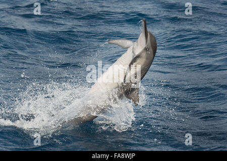 Hawaiian/Gray Spinner il Delfino Stenella longirostris, filatura, Maldive, Oceano Indiano.