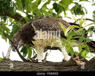 Potente Aquila marziale (Polemaetus Bellicosus) divorando nile monitor lizard in una struttura ad albero nella Riserva Selous, Tanzania Africa Foto Stock