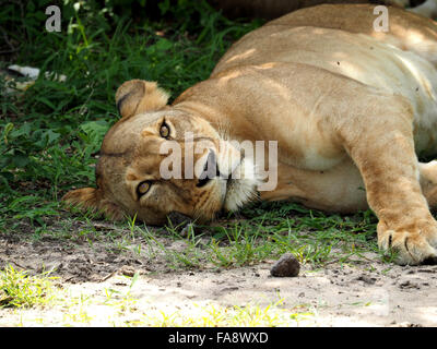 Madre leonessa giacente sul suo lato in ombra pronto per l'alimentazione fame lion cubs nella Riserva Selous, Tanzania,Africa Foto Stock