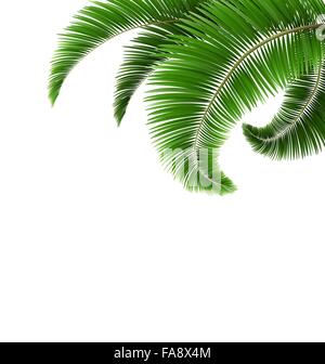 Green Palm Tree lascia isolato su bianco Illustrazione Vettoriale