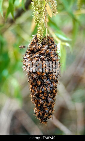 Uno sciame di api da miele appeso a un ramo di albero cluster insieme per conservare il calore durante la stagione invernale in California, Stati Uniti d'America. Queste sono delle api maschio (chiamato fuchi) che normalmente vivono nell'alveare durante la primavera e l'estate. Un significativo die-off della Western honeybees (Apis mellifera) nel Nord America dal 2006 è stata definita "sindrome del collasso della colonia", ma nessuna causa specifica per il declino è stato determinato. Questa riduzione della popolazione di ape ha causato una crescente perdita di prodotti agricoli che dipendono da impollinazione dalle api. Foto Stock