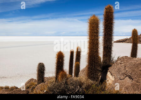 Grandi cactus su isla incahuasi, inkawasi o inka wasi, isola del Salar de Uyuni distesa di sale, altipiano boliviano, Bolivia Foto Stock