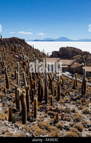 Grandi cactus su isla incahuasi, inkawasi o inka wasi, isola del Salar de Uyuni distesa di sale, altipiano boliviano, Bolivia Foto Stock