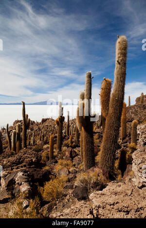 Grandi cactus su isla incahuasi, inkawasi o inka wasi, isola del Salar de Uyuni distesa di sale, altipiano boliviano, Bolivia Foto Stock