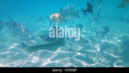 Curioso, friendly trigoni nella laguna di Moorea, Polinesia francese. Foto Stock