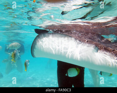 Nuoto con cordiale trigoni a Moorea, Polinesia francese. Foto Stock