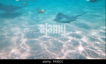 Curioso, friendly trigoni nella laguna di Moorea, Polinesia francese. Foto Stock