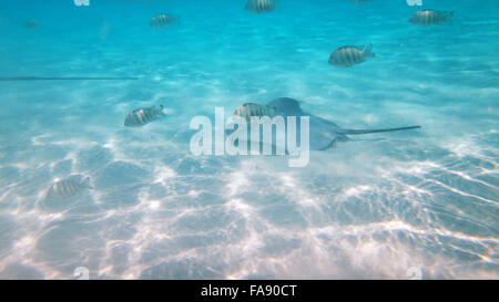 Curioso, friendly trigoni nella laguna di Moorea, Polinesia francese. Foto Stock