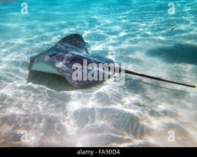 Curioso, friendly trigoni nella laguna di Moorea, Polinesia francese. Foto Stock