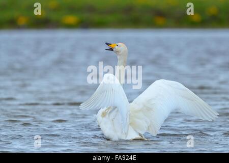 Whooper swan (Cygnus Cygnus), sbattimenti ali, Regione meridionale Islanda Foto Stock