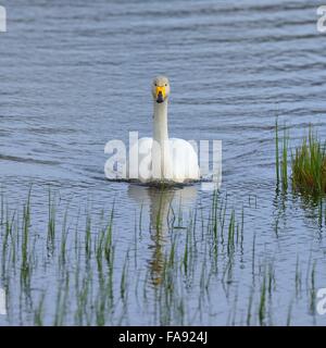 Whooper swan (Cygnus Cygnus), Adulto, Regione meridionale Islanda Foto Stock