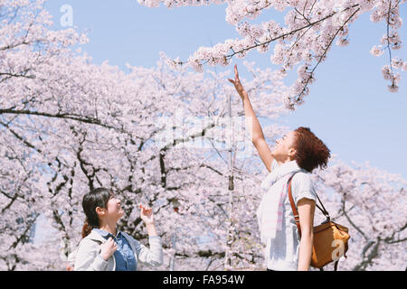 Multi-etnico gruppo di amici gustando la fioritura dei ciliegi in fiore nel Tokyo Foto Stock