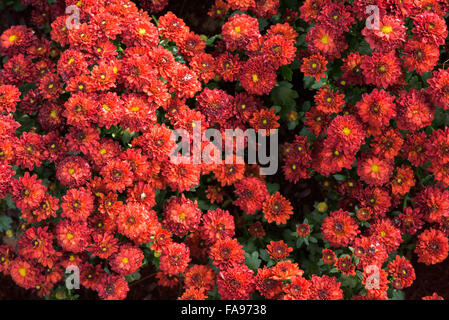 Fiori svolgere ruolo diversificato nella vita umana che rappresenta un significato univoco Foto Stock