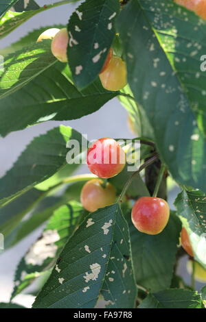 Lapins ciliegia con giovani frutti su un albero Foto Stock