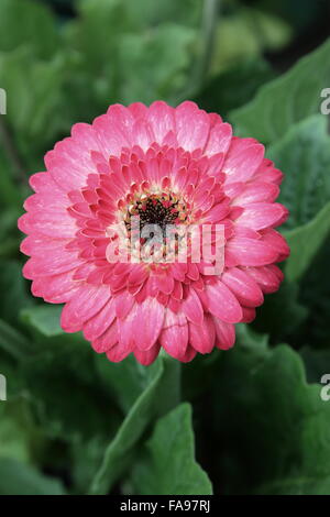 Gerbera, Daisy, margherite, fioritura daisy, fioritura Foto Stock