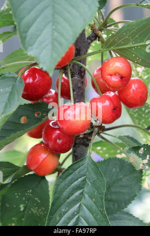 Le ciliegie Lapins maturazione su un albero - ciliege con fogliame verde Foto Stock