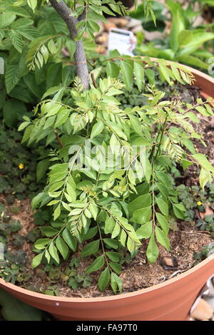 Impianto di Curry - Murraya Koenigii piantina Foto Stock